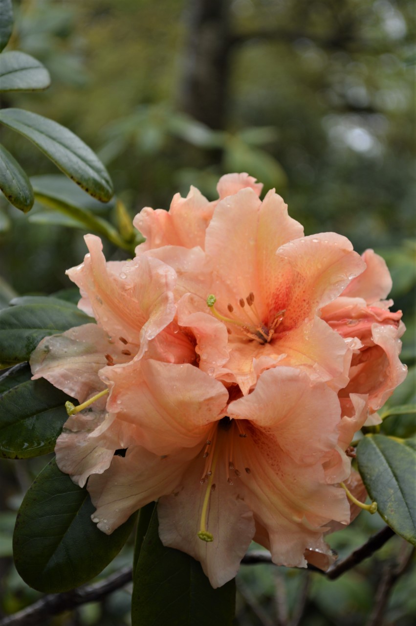 'Apricot Fantasy'